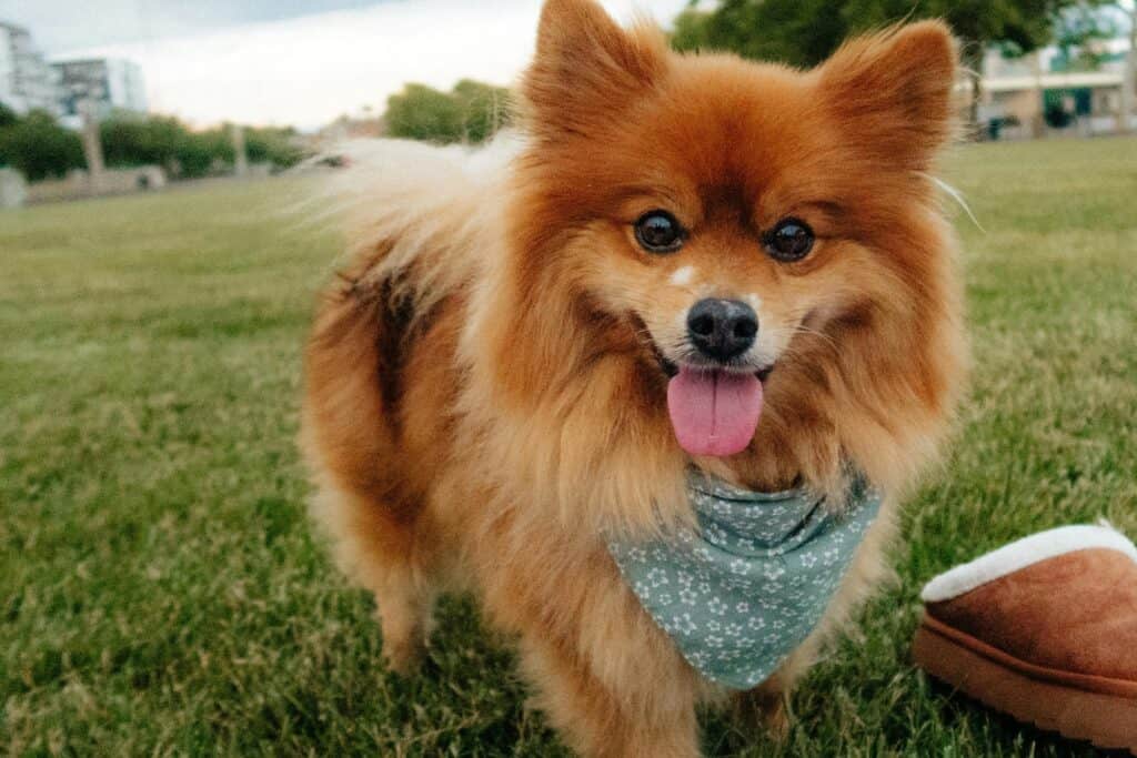A cute dog on the lawn of a park
