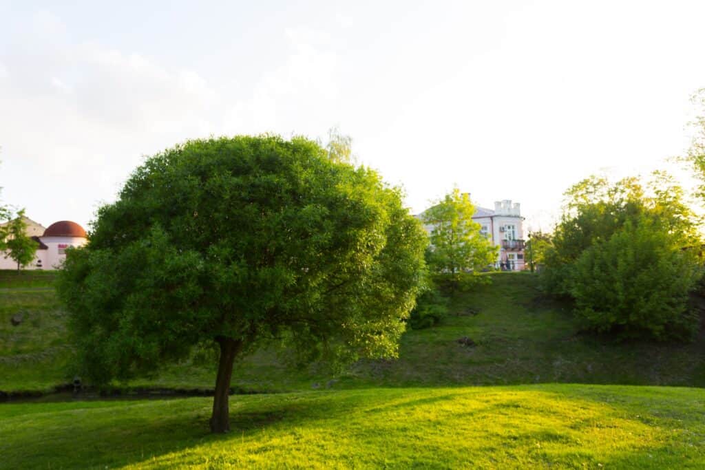 A green grass field in a city